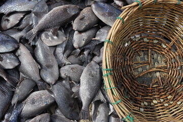 A pile of Gray trigger fish (Abalistes stellaris) at traditional seafood market