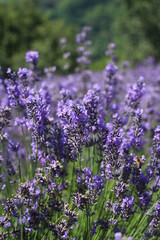 Fototapeta premium lavanda api miele alla lavanda campi di lavanda natura fiori di lavanda viola