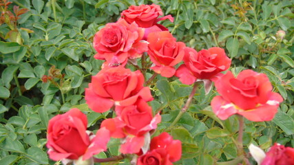 pink tulips in garden
