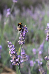 Close up of bee poised on lavender 