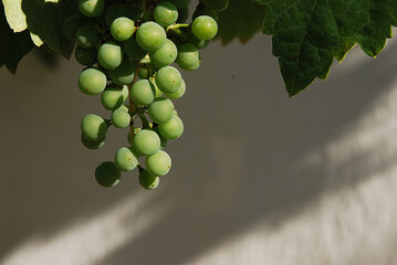 racimo de uvas verdes colgando sobre pared blanca