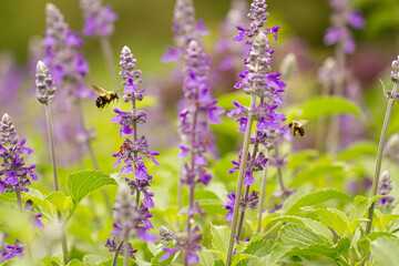 Bee in flight