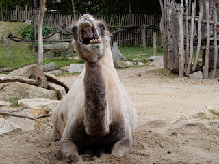 camel in the zoo