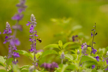 Bee in flight