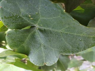 dew on a leaf