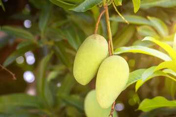 Close up of mangoes on a mango tree in plantation,Green mangoes on the tree