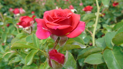 red rose in garden