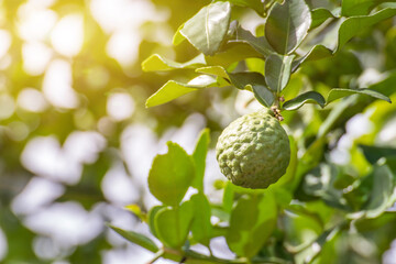 Fresh leech lime with fruits on tree,Bergamot fruit or kaffir lime on tree with light bokeh background