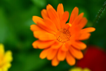 Orange and beautiful raster flowers in green like calendula