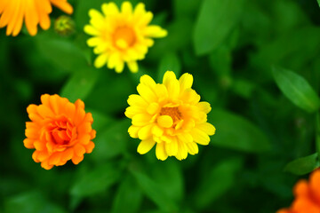 Yellow beautiful raster flowers in green like calendula