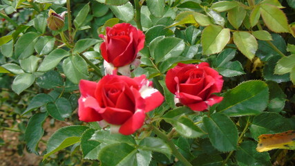 red and yellow tulip