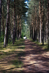 walk on a forest path on a sunny day