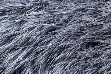 gray fur close-up, used as a background or texture. Soft focus