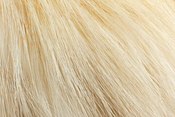 Milky white fur close-up, used as a background or texture. Soft focus