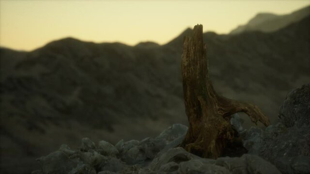 Dead pine tree at granite rock at sunset