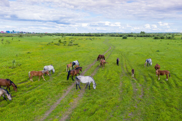Fototapeta premium A herd of horses graze in a green meadow along the river