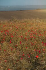 Obraz premium Poppies in an open field with lens flare from warm sunlight. Selective focus and motion blur.
