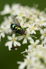 Small bluebottle fly on a white flower. Detail and texture found in nature