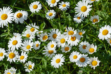 Fototapeta premium white daisies close-up, used as a background or texture