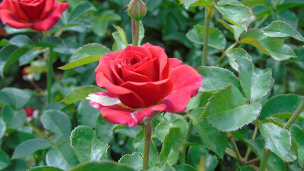 pink rose in garden