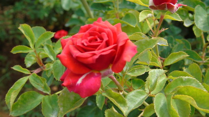 red roses in garden