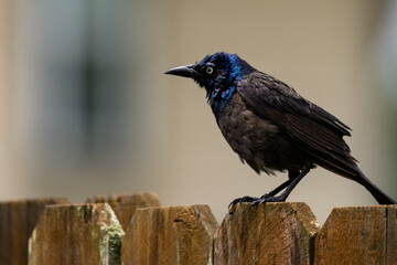 Grackle at my backyard