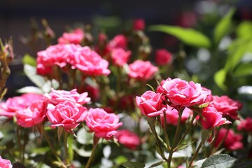 pink tulips in the garden