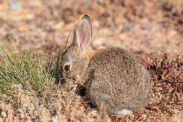 Cute Young Cottontail Rabbit in Arizona