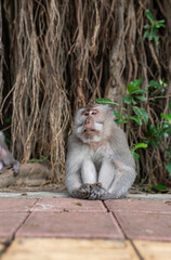 pensive macaque sits and looks into the lens.