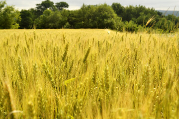 Yellow wheat field with ripe ears of growing crop