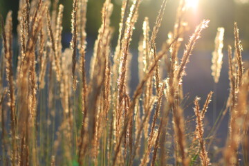 Sunlight through the yellow ears of grass