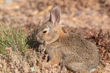 Cute Young Cottontail Rabbit in Arizona