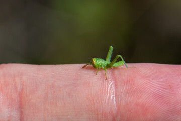 Little green grasshopper on a finger