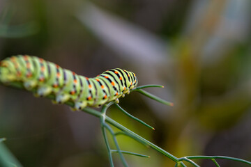 Different views and details of the Papilio machaon butterfly caterpillar on a fennel plant