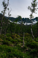 Arctic mountain forest. Dwarf birch (Betula), forest fern (Filix). Natural mountains landscape. Hiking on Senja island, northern Norway.