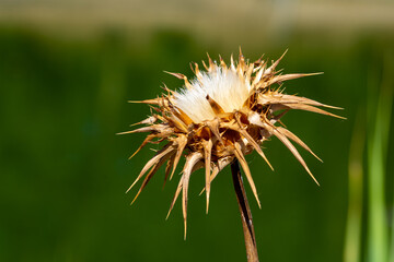 Closeup of a dried thistle flower