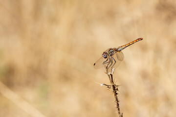Copper-toned metallic-toned dragonfly (Crocothemis erythraea female) perched on a dry plant with thorns on a yellow-brown background