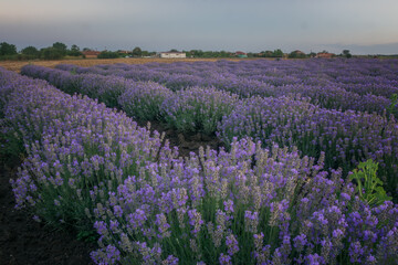 Sunrise over lavender field in Bulgaria