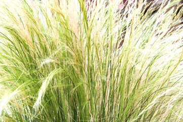 atural background from grass feather or esparto.Texture from shades of green for design or wall decoration.