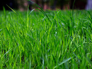 Blurred image of green grass. Grass greens, background image. Blurred wallpaper. Grass close up macro background