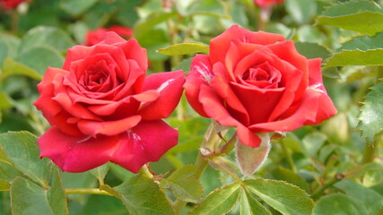 red roses in garden