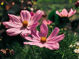 letnie kwiaty w ogrodzie © WaterLilyPhoto