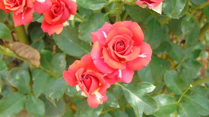 red roses in garden