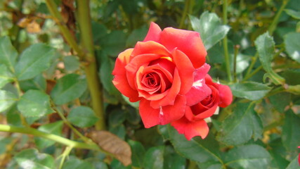 red rose in garden