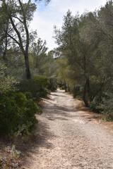 Bosque natural paisaje mediterráneo Mallorca - Islas Baleares - España.