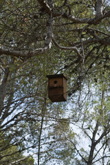 Pajarera en el árbol del bosque Mallorca - Islas Baleares - España.
