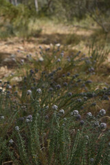 Flores salvajes en el campo mediterráneo Mallorca - Islas Baleares - España.