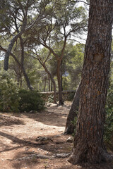 Fototapeta premium Bosque natural con árboles y caminos en el mediterráneo Mallorca - Islas Baleares - España.