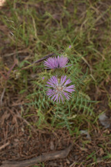 Flor morada salvaje en la naturaleza mediterráneo Mallorca - Islas Baleares - España.