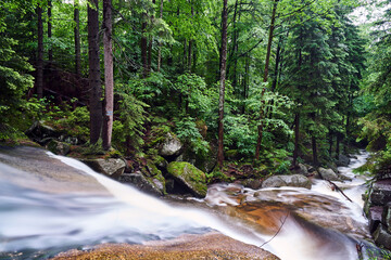 Fototapeta premium Rocks and boulders in the mountain stream in the forest in the Giant Mountains